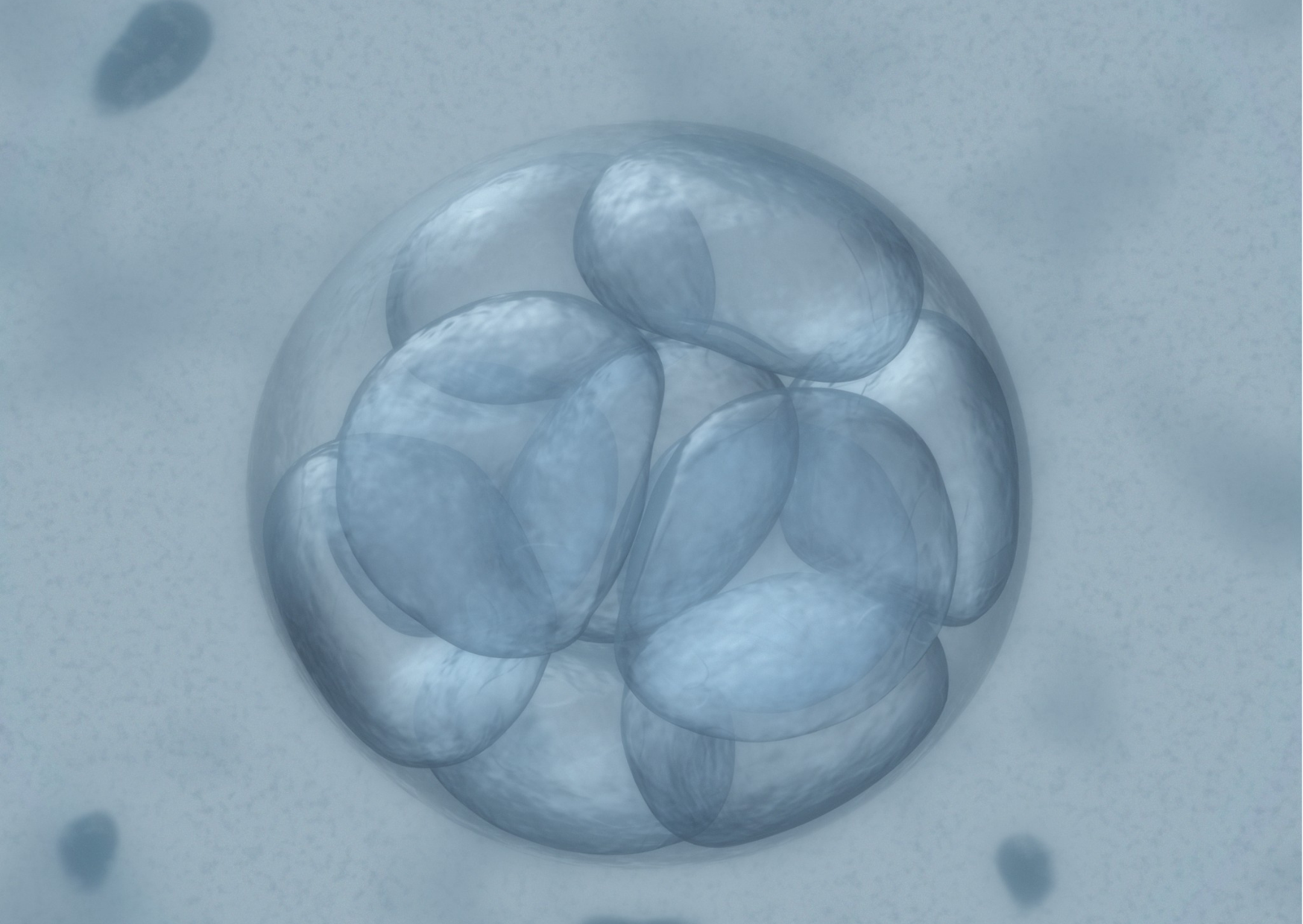 Embryo